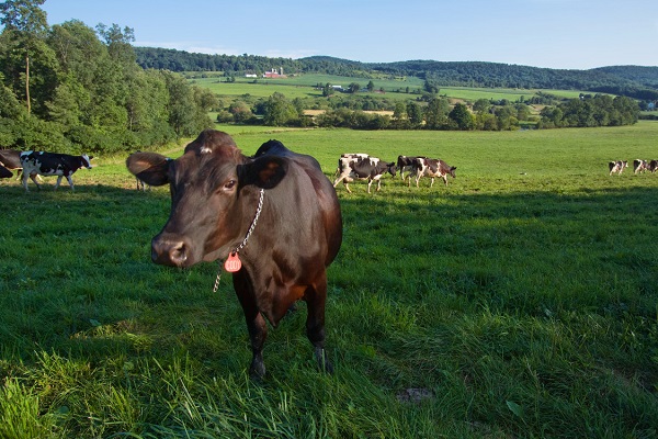 Photo of dairy cows in a pasture